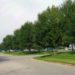 Airport ash trees