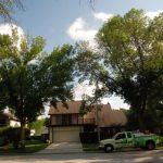 Arlington Heights Ash Trees