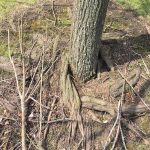 Girdled Roots