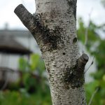 Bronze Birch Borer 3