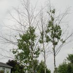 Bronze Birch Borer tree 4