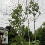 Bronze Birch Borer tree 5