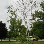 Bronze Birch Borer tree 6