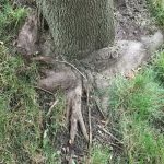 Girdling Roots