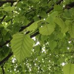 Chlorosis Leaves