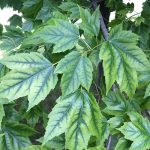 Chlorosis Leaves