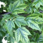 Chlorosis Leaves