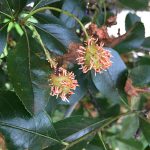 Cedar Apple Rust