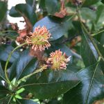 Cedar Apple Rust 3