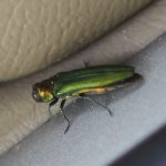 Emerald Ash Borer close up