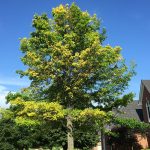 chlorosis-pin-oak-tree