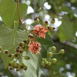 disease cedar apple rust hawthorn (square)