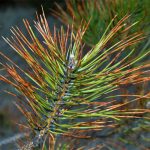 disease dothistroma needle blight (square)