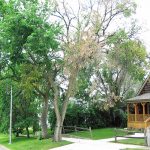 disease dutch elm disease (square)