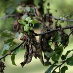 disease fire blight (square)