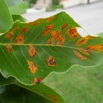 disease pear trellis rust (square)