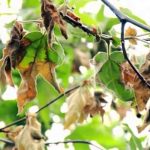 disease sycamore anthracnose (square)