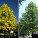 Chlorosis pin oak before and after