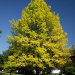 Chlorosis Tree