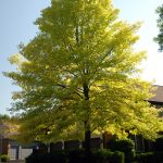 Chlorosis tree