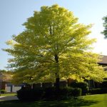 Chlorosis Pin Oak