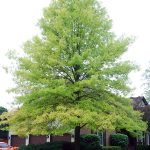 Chlorosis tree