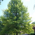 Chlorosis tree