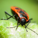 insect boxelder beetle (square)