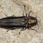 insect bronze birch borer (square)