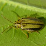 insect elm leaf beetle (square)