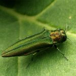 insect emerald ash borer (square)