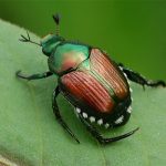 insect japanese beetle (square)