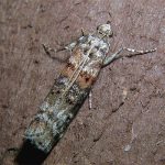 insect zimmerman pine moth (square)