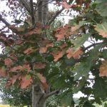 oak-wilt-disease