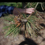 Austrian Pine Video Screenshot