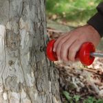 Sycamore Needle Tool