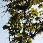 Sycamore Anthracnose Branch