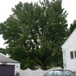 Nice tree and nice house