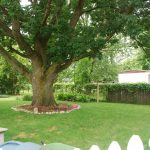 Large ash in backyard