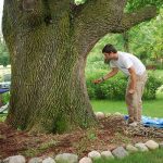 Josh putting plugs in Large Ash