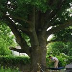 Josh treating Large Ash