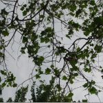 Sycamore Anthracnose Branches