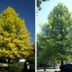 Chlorosis Before and After